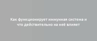 Как функционирует иммунная система и что действительно на неё влияет